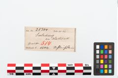 Etikett zu Schleifstein (NHMW-PRAE-025304)
